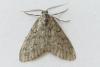 Tephronia sepiaria